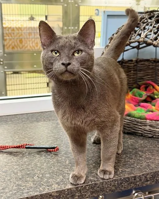 A young medium-sized male Domestic Short Hair cat named Nelson for adoption in Fort Myers, FL