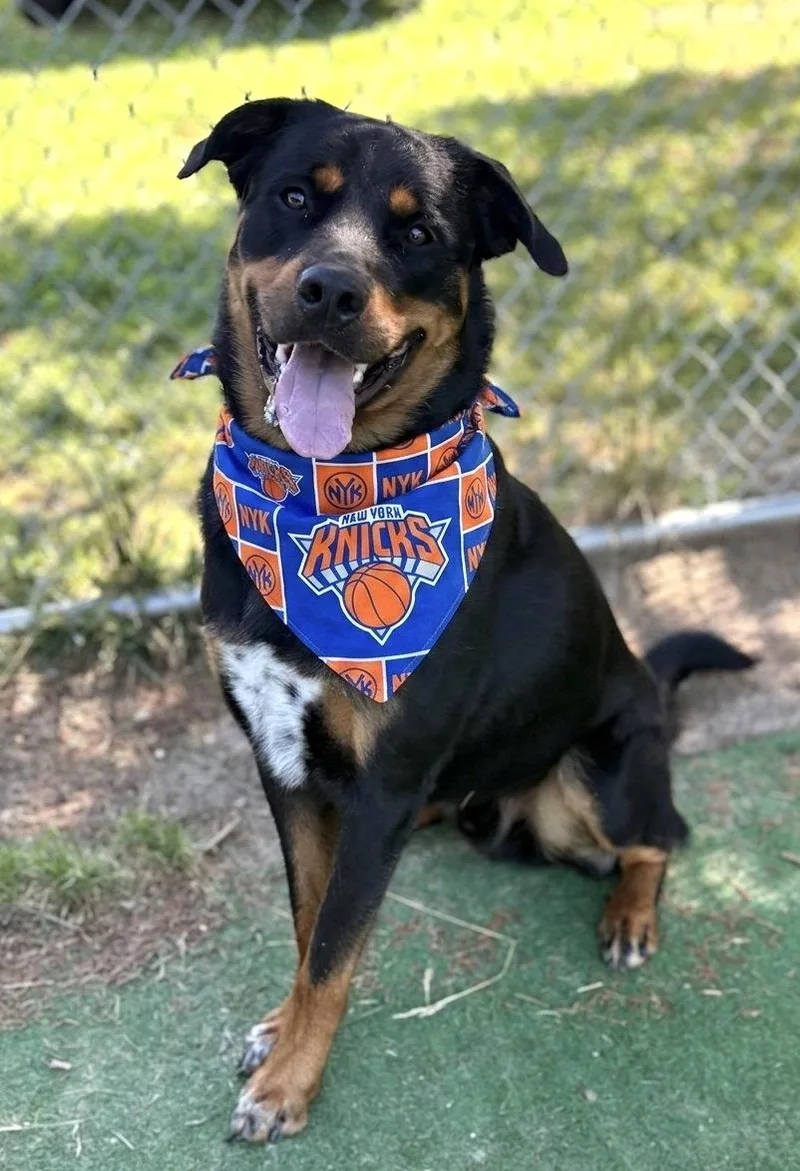 A young large-sized male Rottweiler dog named Nyx for adoption in Spring Lake, NJ