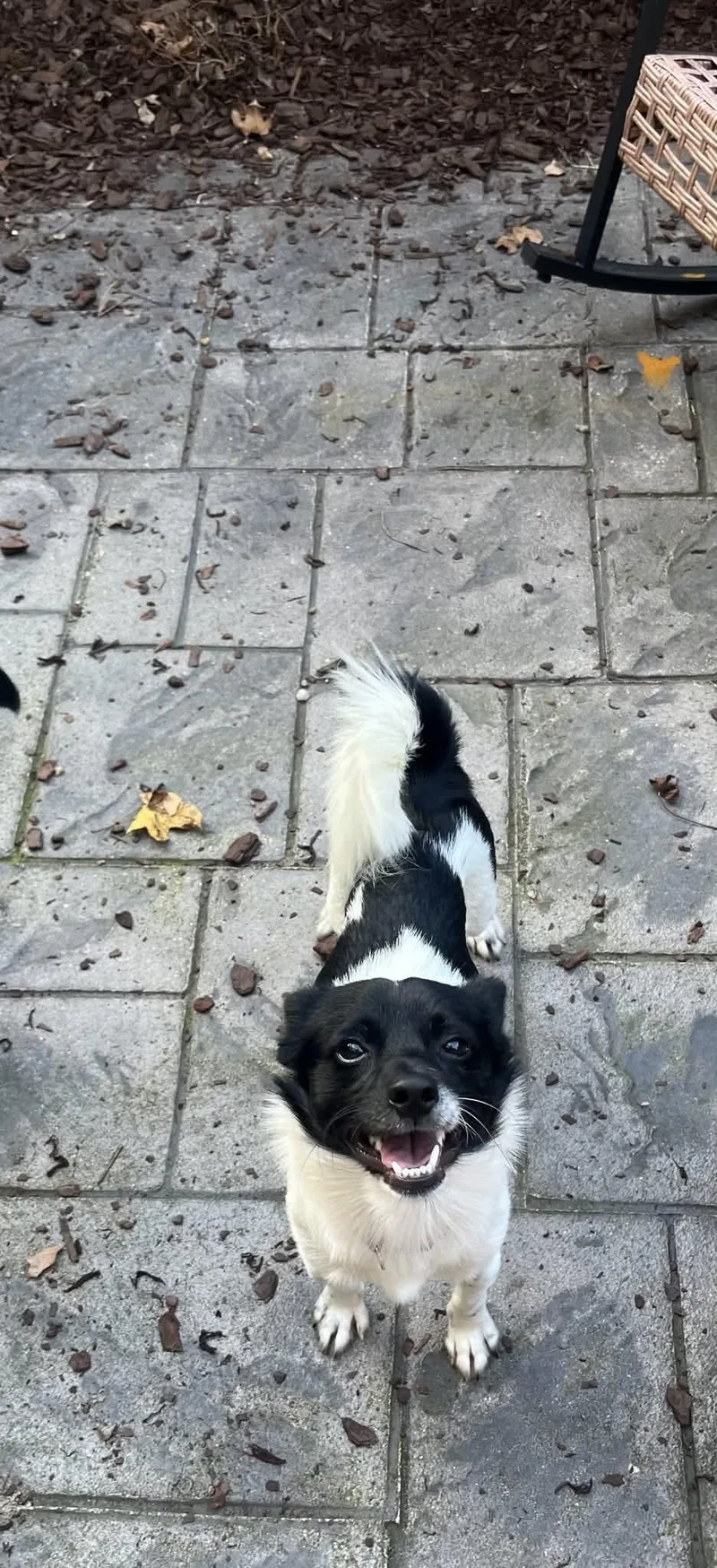 An adult medium-sized male Chihuahua dog named Mino for adoption in Virginia Beach, VA