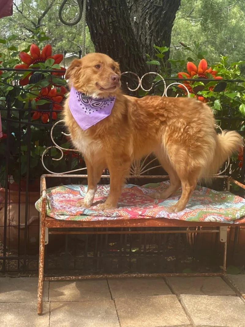 Dolly