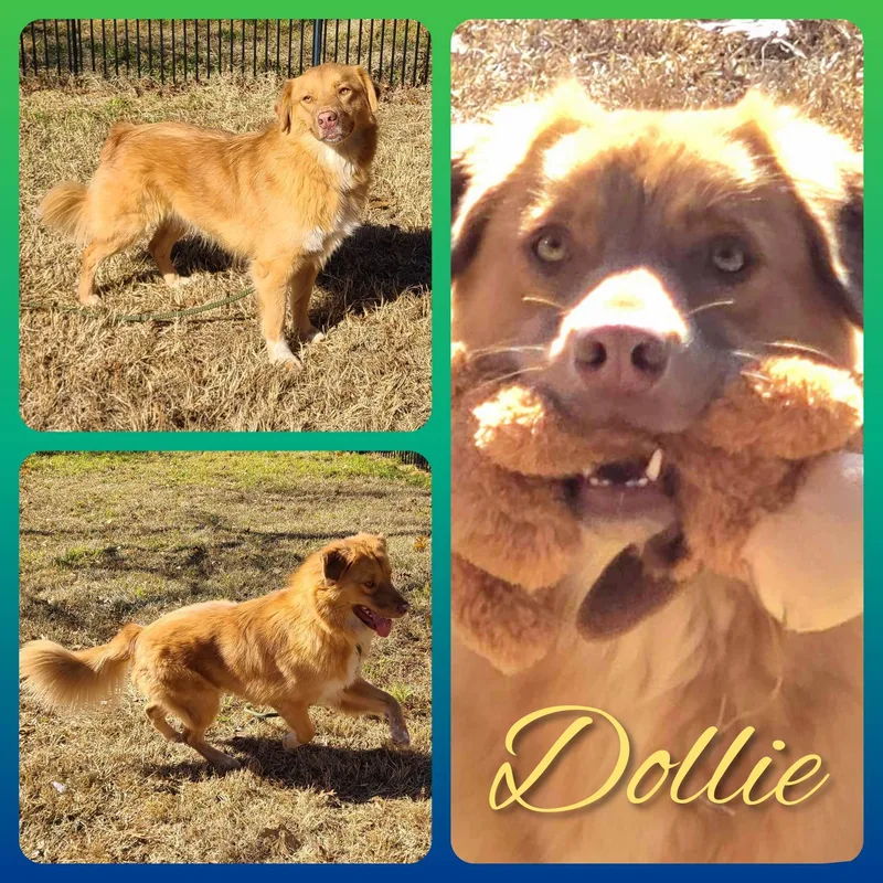 Dolly thumbnail 2