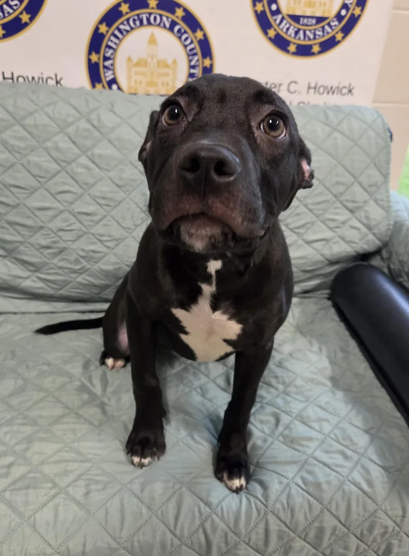 A young medium-sized male Pit Bull Terrier dog named Astro for adoption in Fayetteville, AR