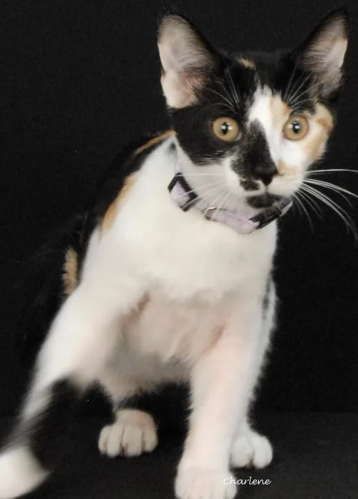 A young medium-sized female Calico Domestic Short Hair cat named Salted Caramel for adoption in Newland, NC