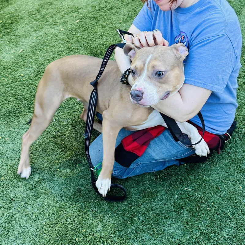 A young medium-sized female Apricot / Beige American Staffordshire Terrier dog named Meet Cocoa Fun for adoption in Clifton, NJ