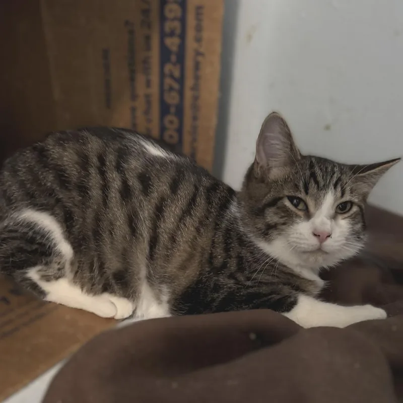 A young medium-sized male Domestic Short Hair cat named Rory for adoption in Portage, MI