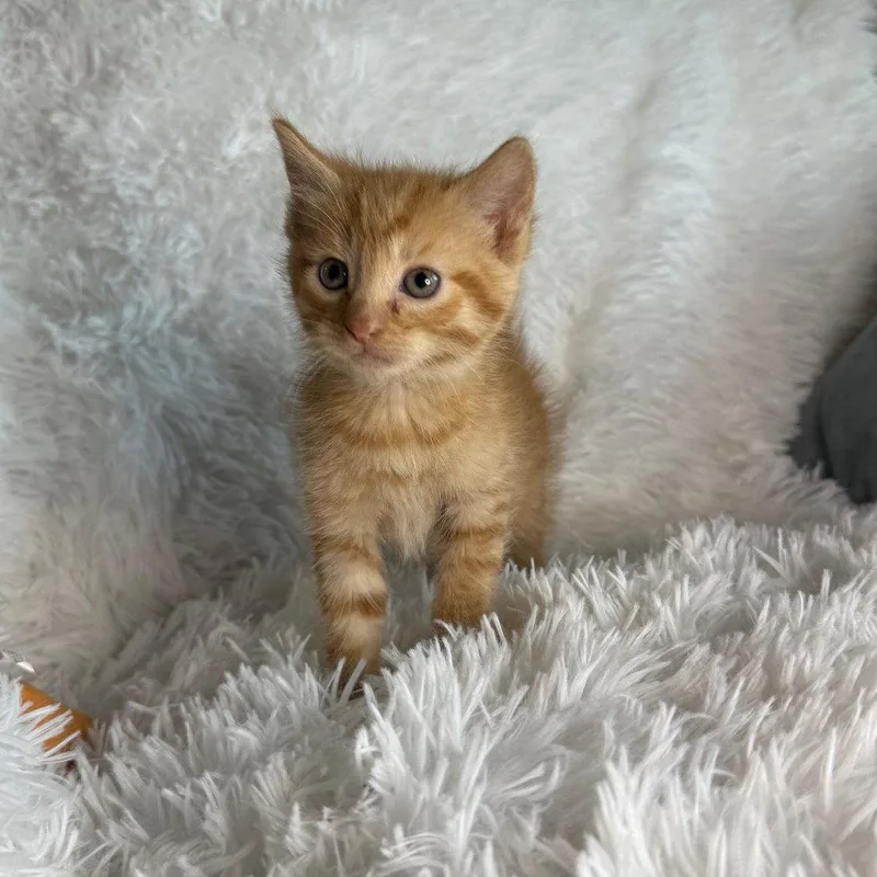 A baby medium-sized female Orange / Red Domestic Short Hair cat named Cheetos for adoption in Chico, CA