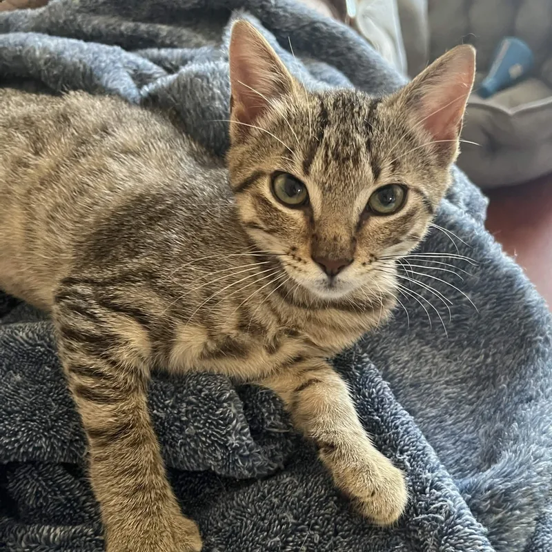 A baby small-sized female Tabby (Brown / Chocolate) American Shorthair cat named Tabby for adoption in Houston, TX