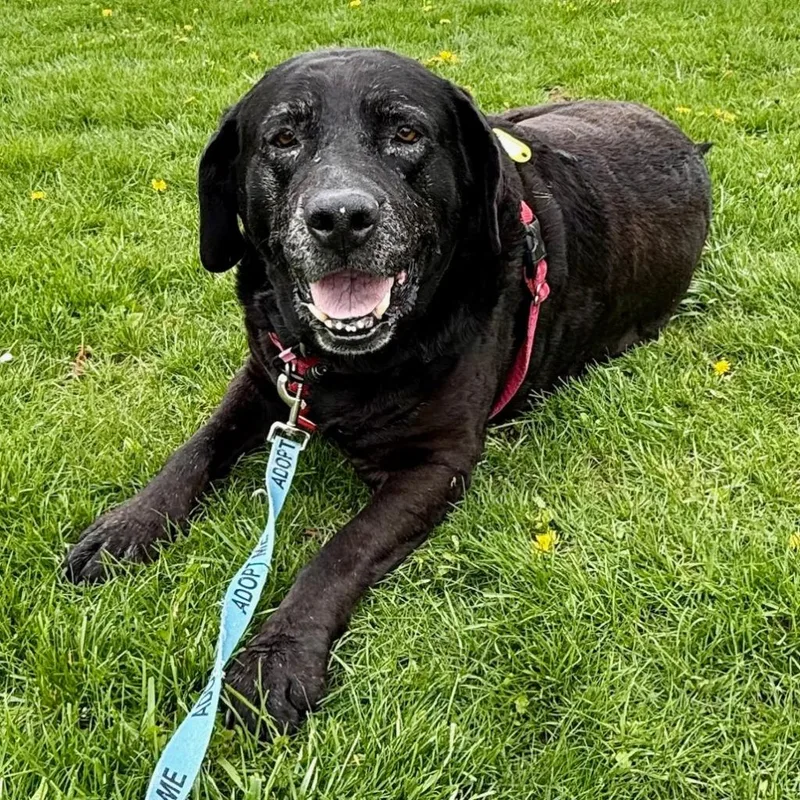 An adult large-sized female Labrador Retriever dog named Baby for adoption in Olean, NY