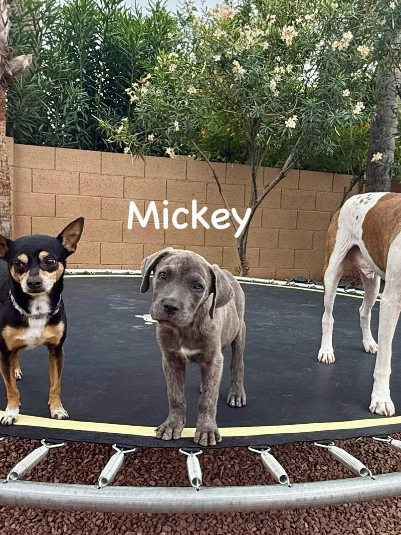 A baby medium-sized male Weimaraner dog named Mickey for adoption in Phoenix, AZ