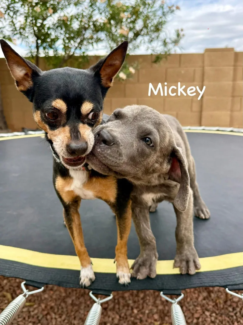 Mickey thumbnail 3