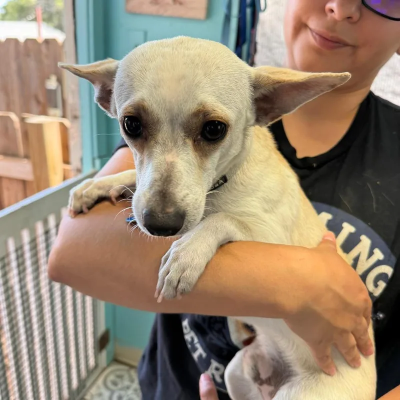 Kettle Corn thumbnail 2