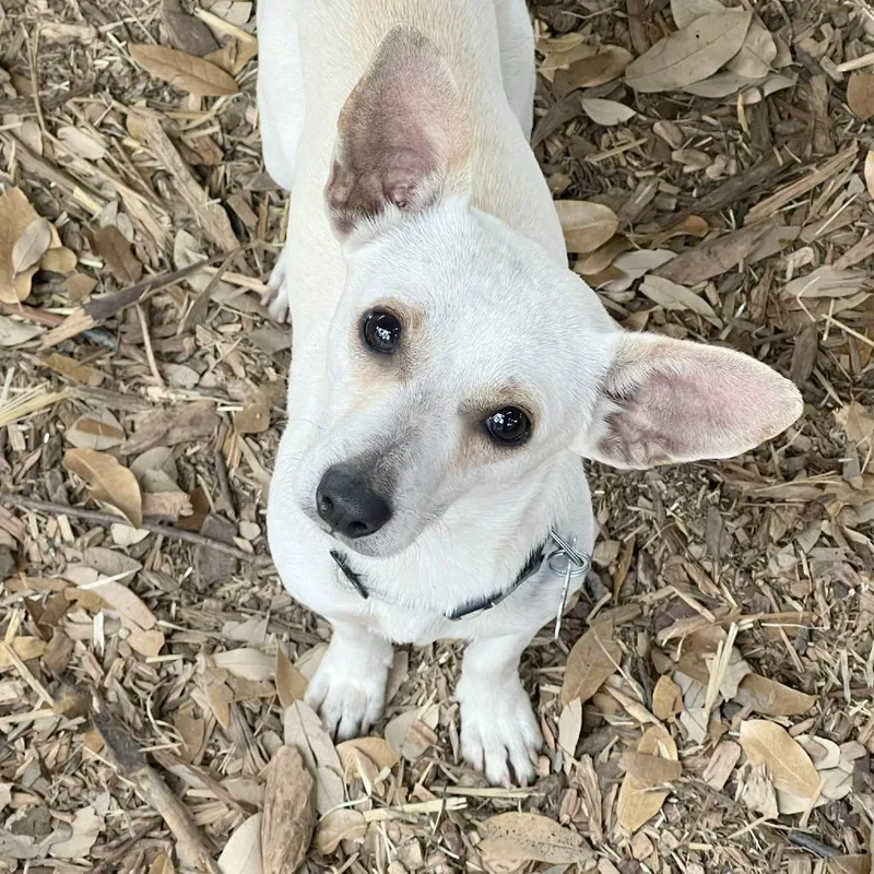 Kettle Corn thumbnail 3