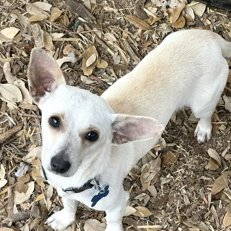 Kettle Corn thumbnail 4