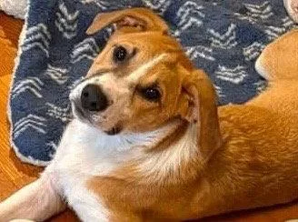 A young medium-sized male Anatolian Shepherd dog named Lightening for adoption in Mattoon, IL
