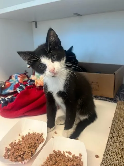 A baby small-sized male Black & White / Tuxedo Domestic Short Hair cat named Alvin for adoption in Manassas, VA
