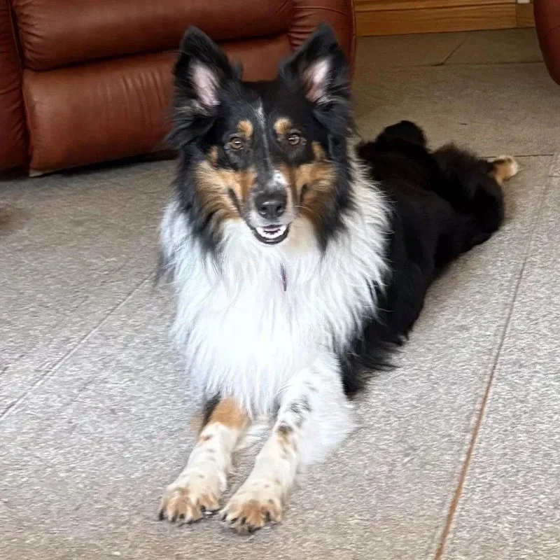 A young medium-sized male Collie dog named Sam for adoption in Dublin, OH