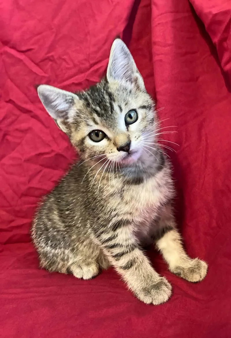A baby medium-sized female Tabby (Buff / Tan / Fawn) Domestic Short Hair cat named Cleo for adoption in Knoxville, GA