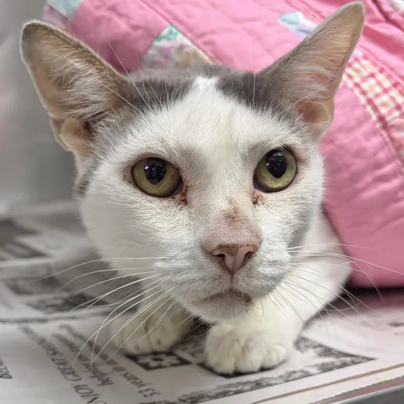 A senior medium-sized male Black Domestic Short Hair cat named Buster KCAC for adoption in Kerrville, TX