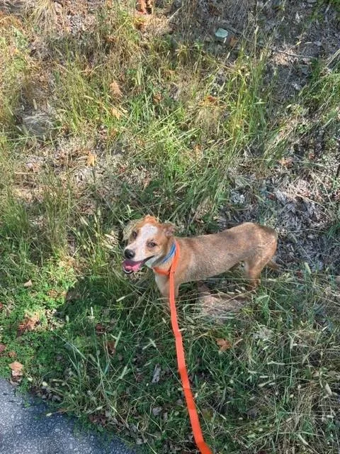 An adult medium-sized male Mixed Breed dog named George for adoption in North Little Rock, AR