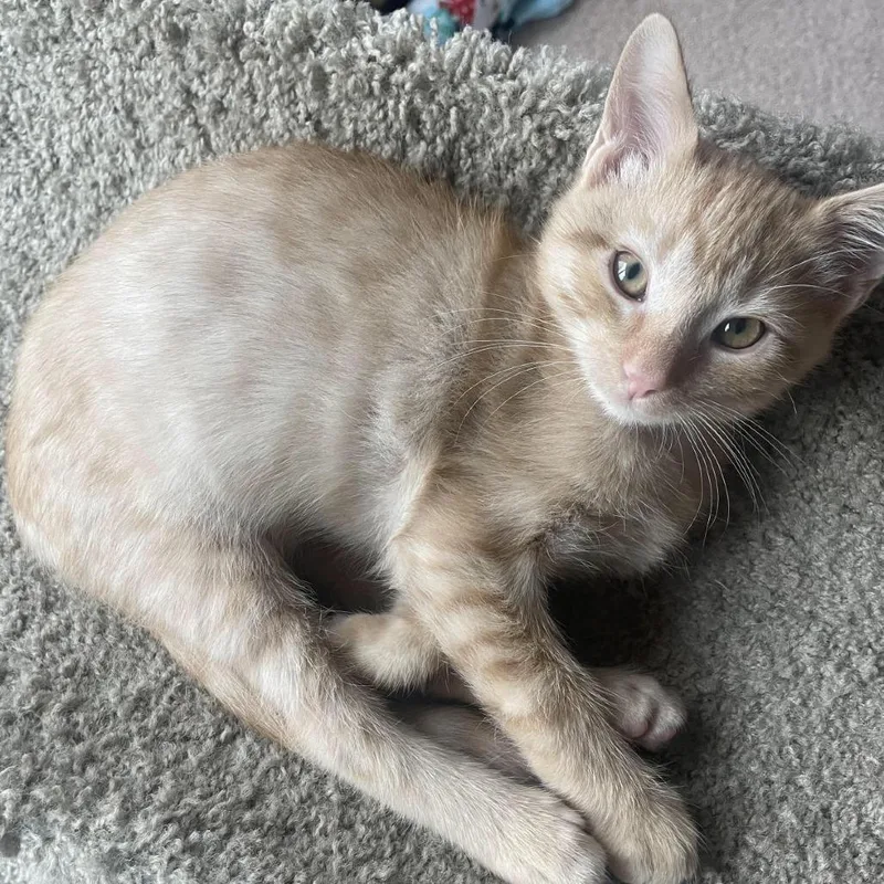 A baby small-sized male Orange / Red Domestic Short Hair cat named Harvey for adoption in Prescott, AZ