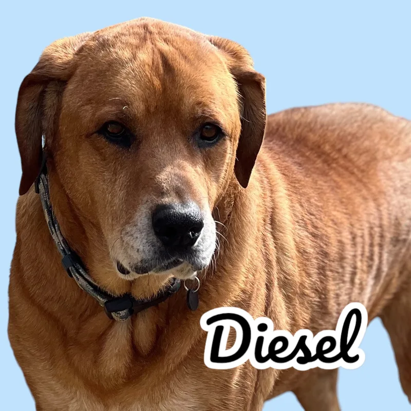 Diesel