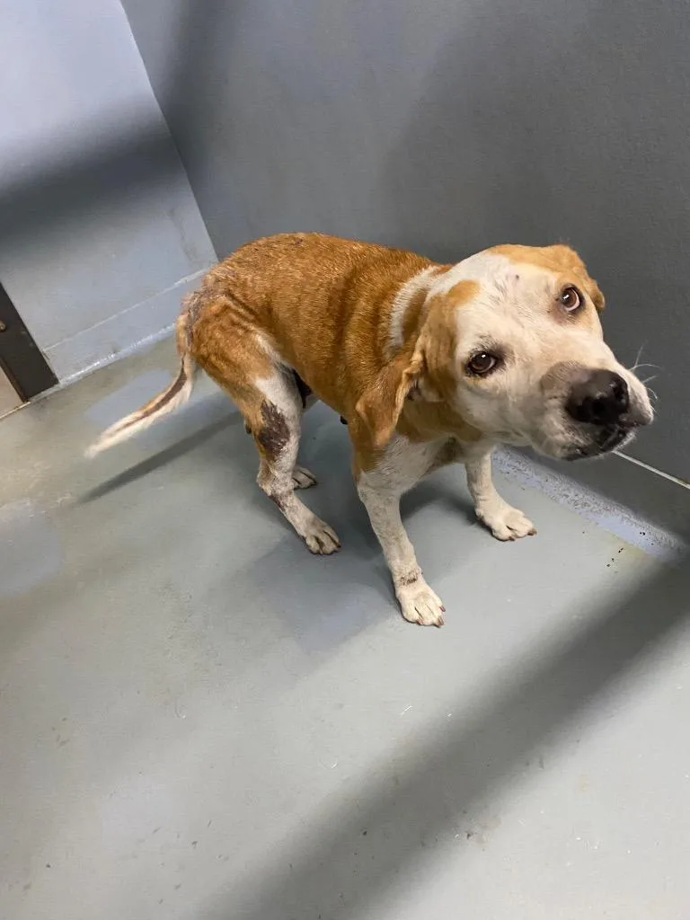An adult large-sized female Mixed Breed dog named Missy for adoption in Cartersville , GA