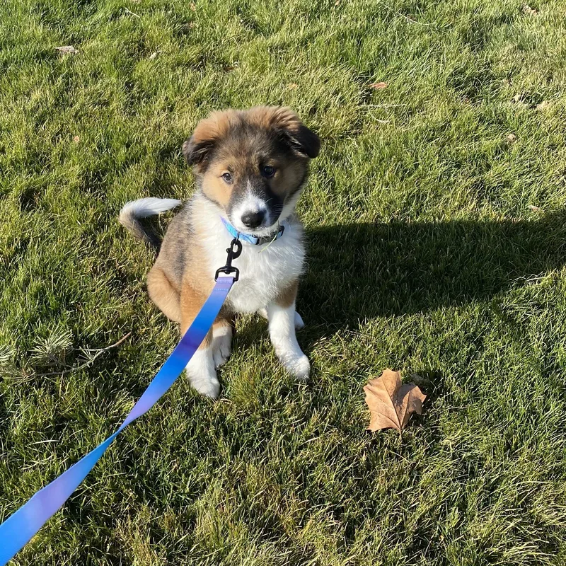 Orphan Annie thumbnail 2