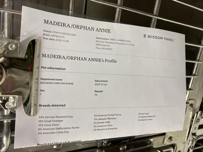 Orphan Annie thumbnail 3