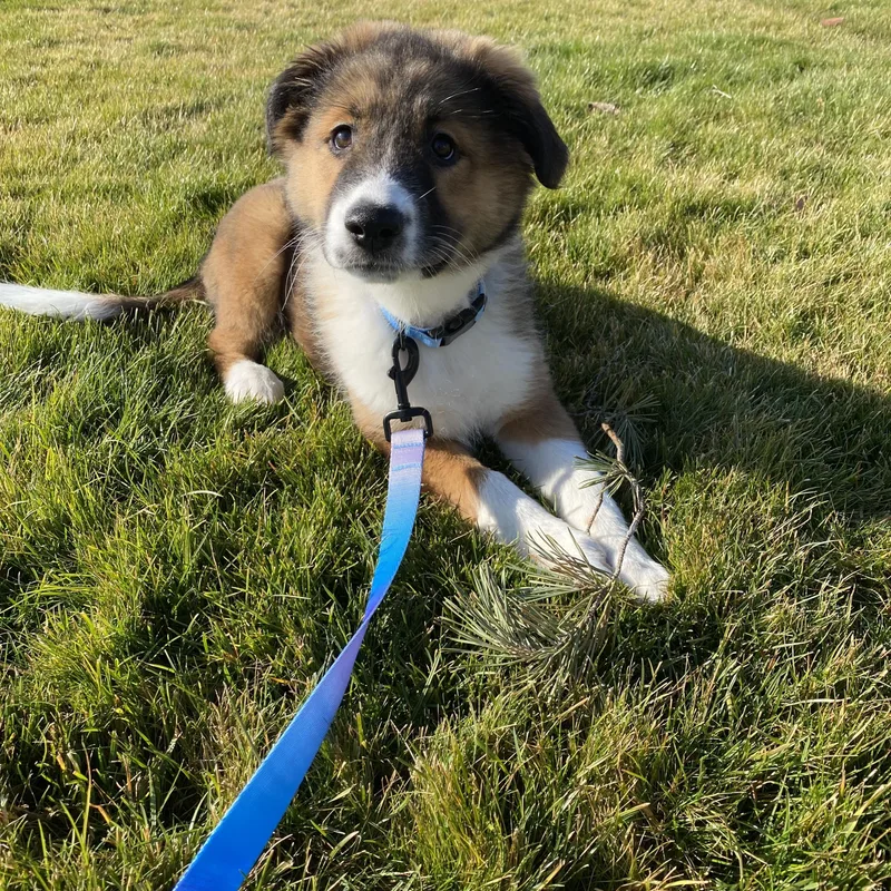 Orphan Annie thumbnail 4