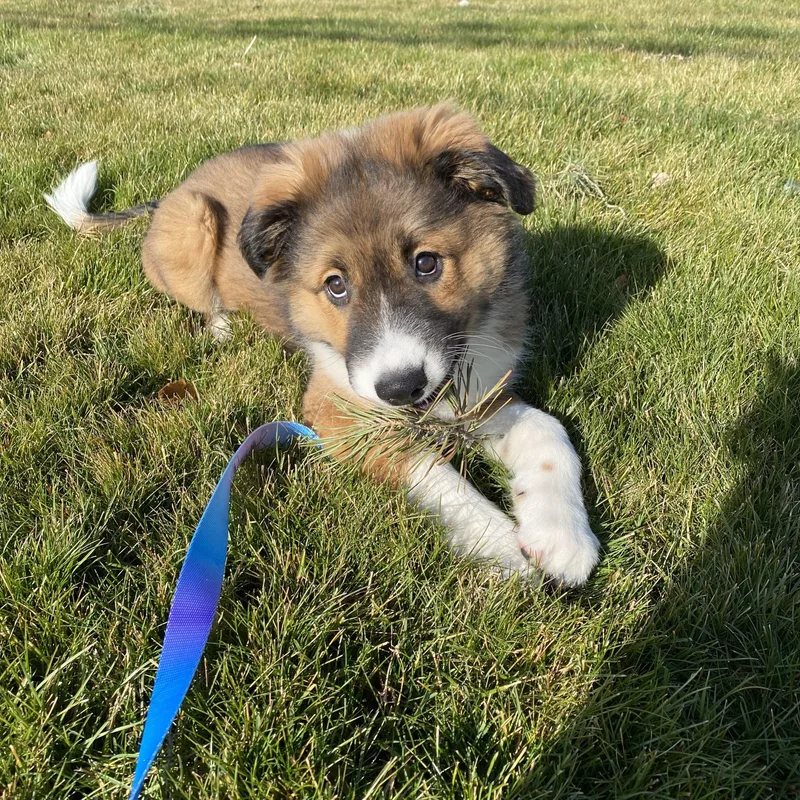 Orphan Annie thumbnail 5