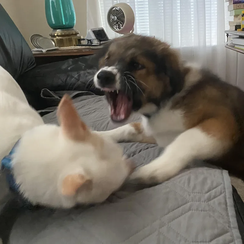 Orphan Annie thumbnail 6