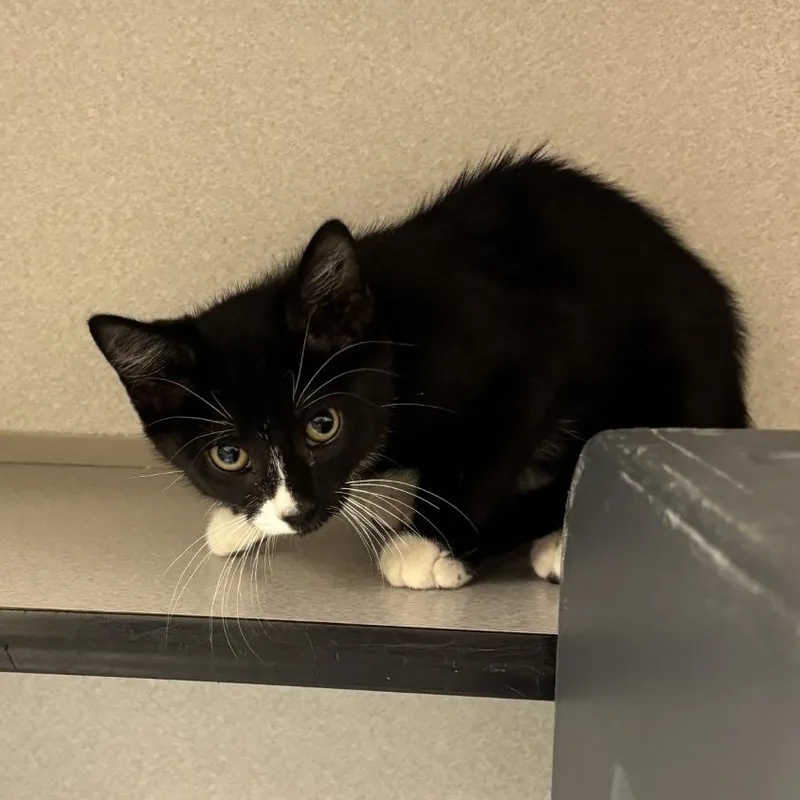 A baby small-sized female Black Domestic Short Hair cat named Moana for adoption in Oshkosh, WI