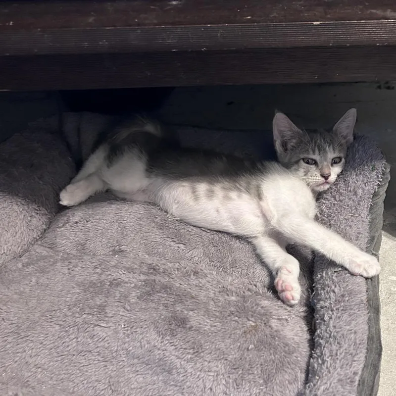 A baby small-sized male Gray / Blue / Silver Domestic Short Hair cat named Ziggy for adoption in Wichita, KS