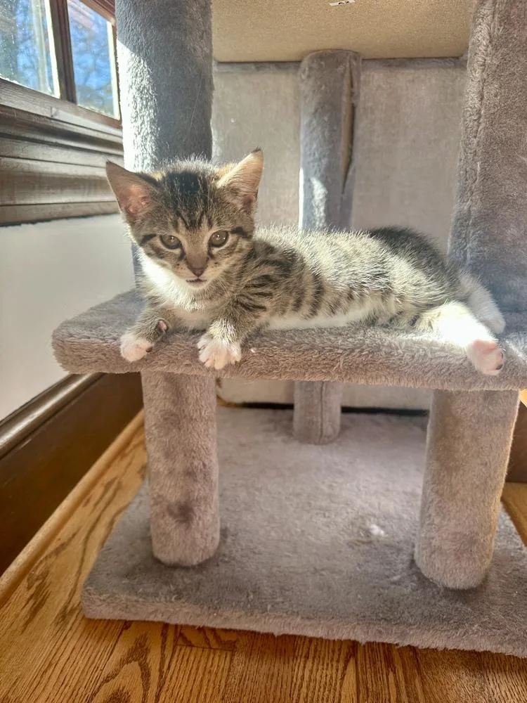 An adult large-sized female Gray & White Domestic Short Hair cat named Heart for adoption in Greensboro, NC