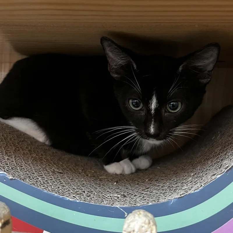 A baby small-sized male Black Domestic Short Hair cat named TaeTae for adoption in Yucca Valley, CA