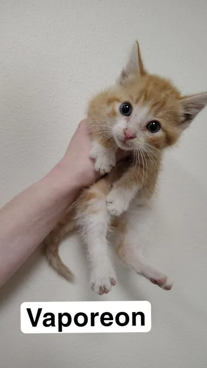 A baby small-sized male Domestic Short Hair cat named Vaporeon for adoption in Aberdeen, SD
