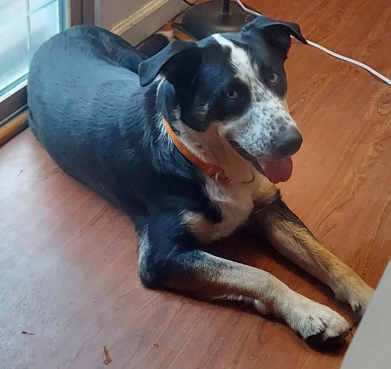 A young large-sized male Shepherd dog named Blue for adoption in Oswego, IL
