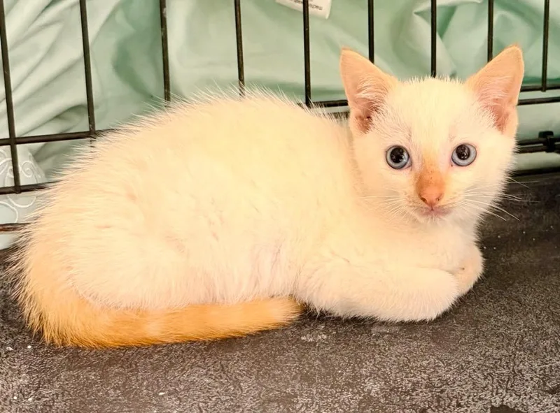 A baby small-sized male Domestic Short Hair cat named Neiko for adoption in Newnan, GA