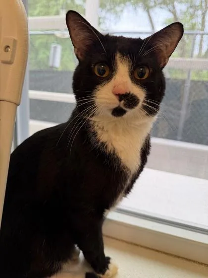 An adult medium-sized male Domestic Short Hair cat named Boogie for adoption in Reisterstown, MD
