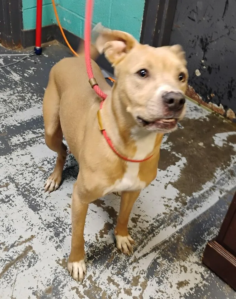 An adult medium-sized female Labrador Retriever dog named April for adoption in New Lexington, OH