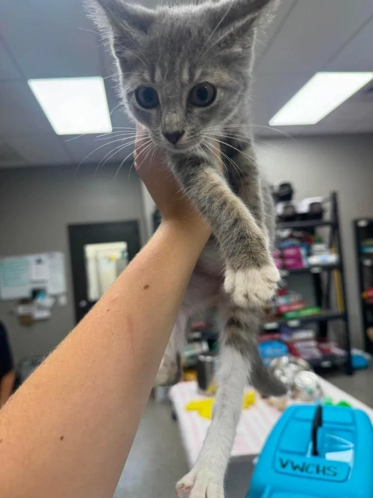 A baby small-sized female Domestic Short Hair cat named Mesh for adoption in Van Wert, OH