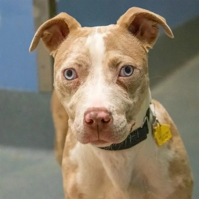 A young small-sized female Pit Bull Terrier dog named Minnie for adoption in St. Louis, MO