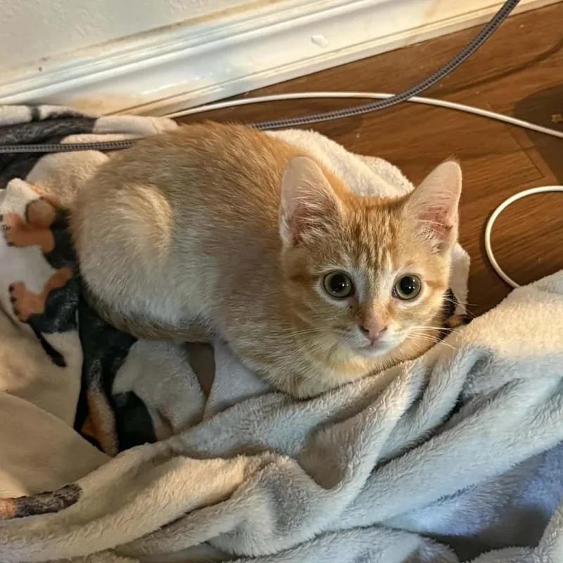 A baby medium-sized female Tabby (Orange / Red) Domestic Short Hair cat named Mai Tai for adoption in Warr Acres, OK