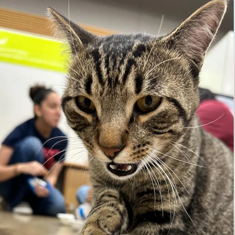 An adult medium-sized male Gray / Blue / Silver Domestic Short Hair cat named Chester C Now Winston for adoption in Prosper, TX