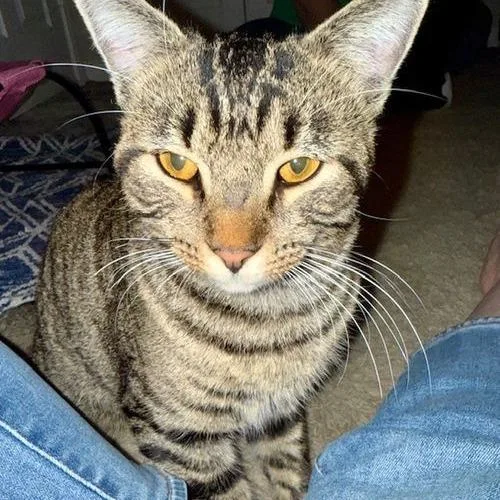 Chester C Now Winston thumbnail 2