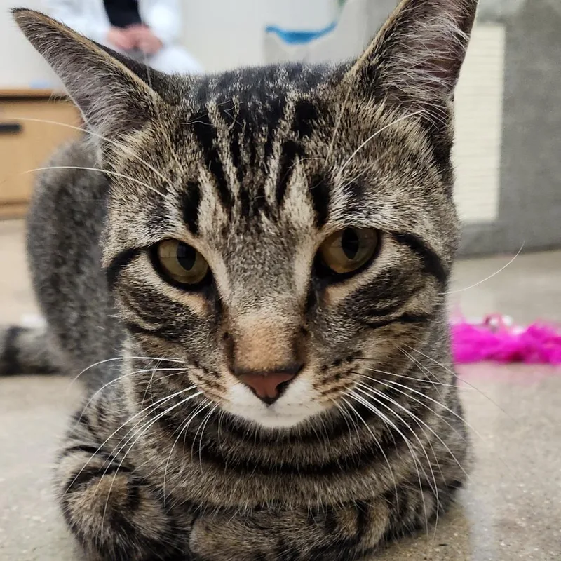 Chester C Now Winston thumbnail 3