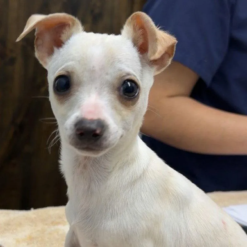 A baby small-sized male Chihuahua dog named Basil for adoption in Chico, CA