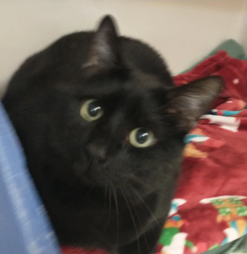 An adult large-sized male Black Domestic Short Hair cat named Blue for adoption in Tomah, WI