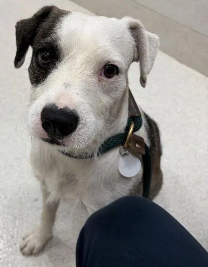 A young medium-sized male Terrier dog named HeathCliff for adoption in Honolulu, HI
