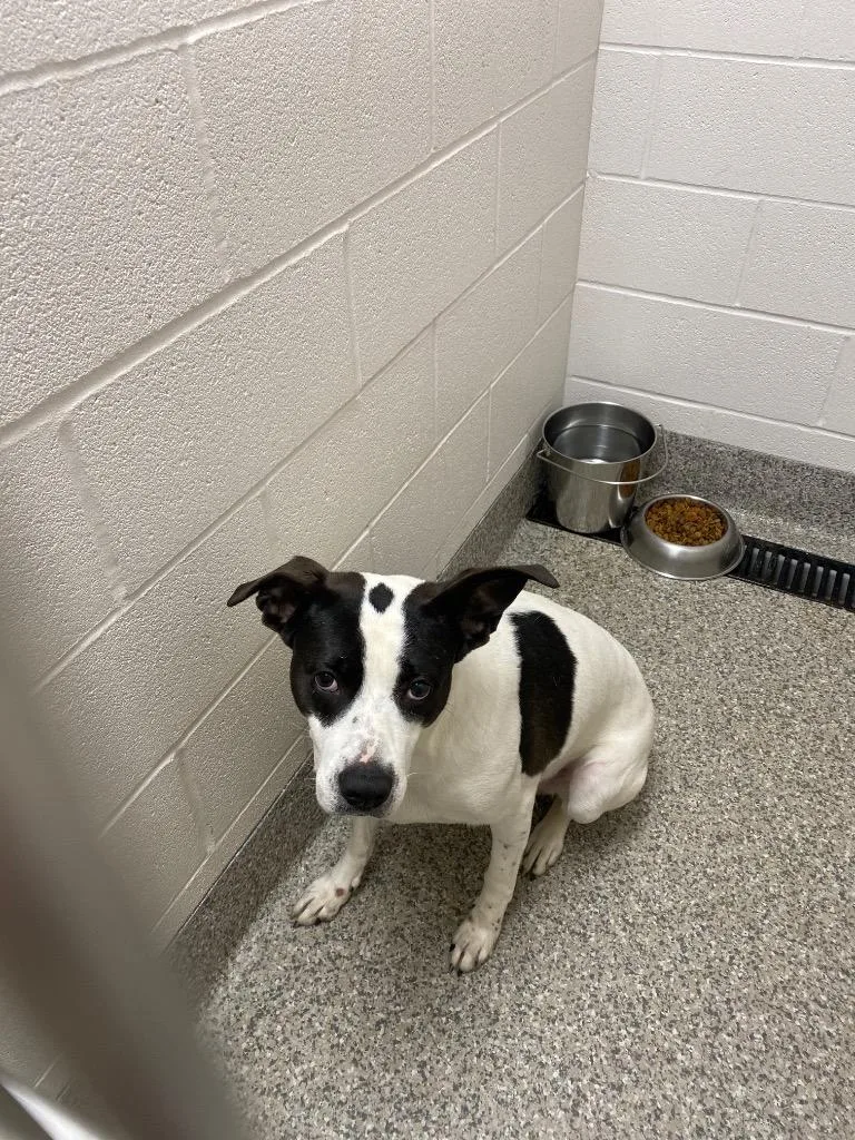 A young medium-sized female Terrier dog named Papaya for adoption in Van Wert, OH